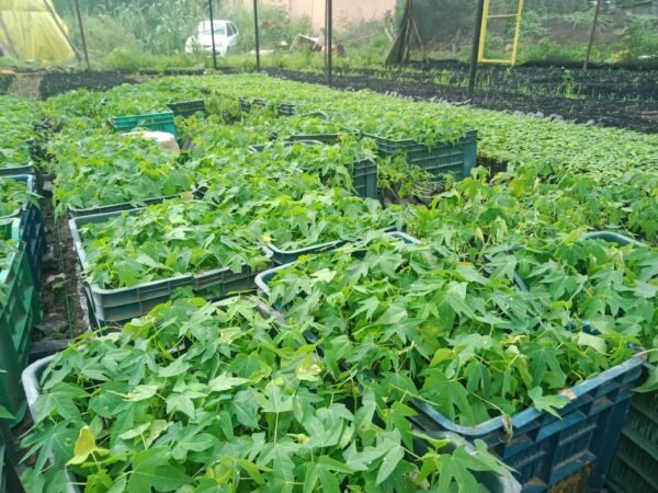 Papaya Plant