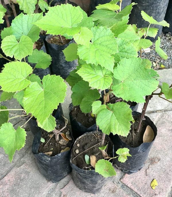 Grapes Plant