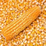 maize feeds